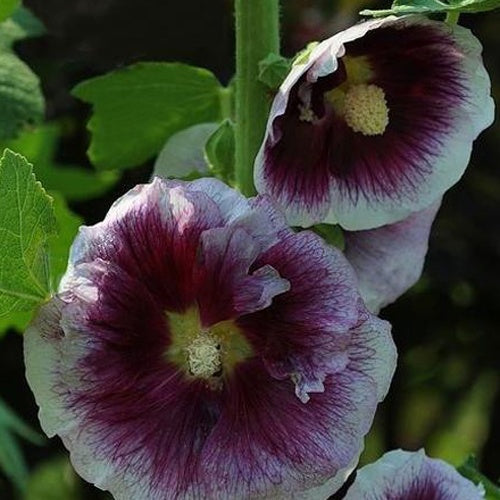 Bakker Rose trémière Crème de Cassis vivace pot Ø 9cm