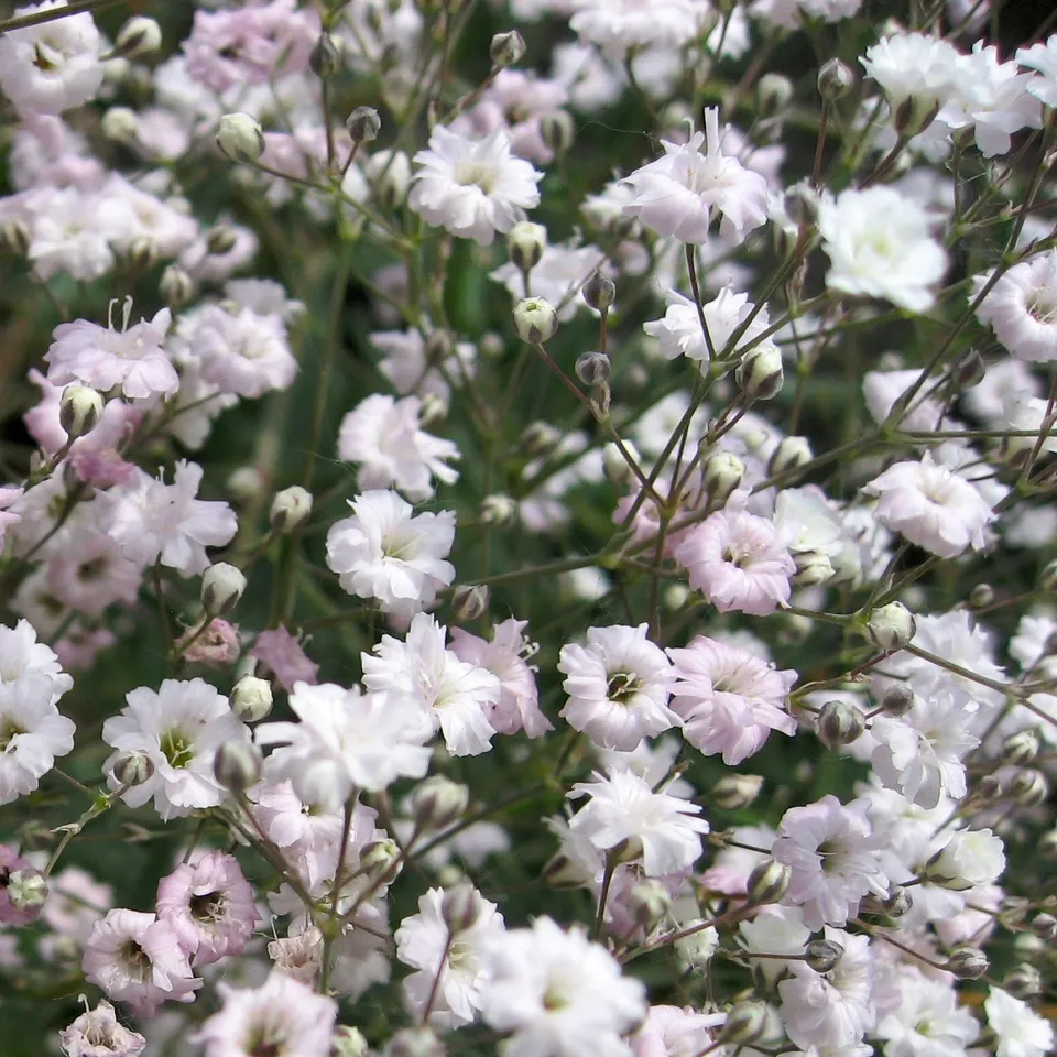 Passion Vivaces Gypsophila Rosenschleier gypsophile rose 1 L