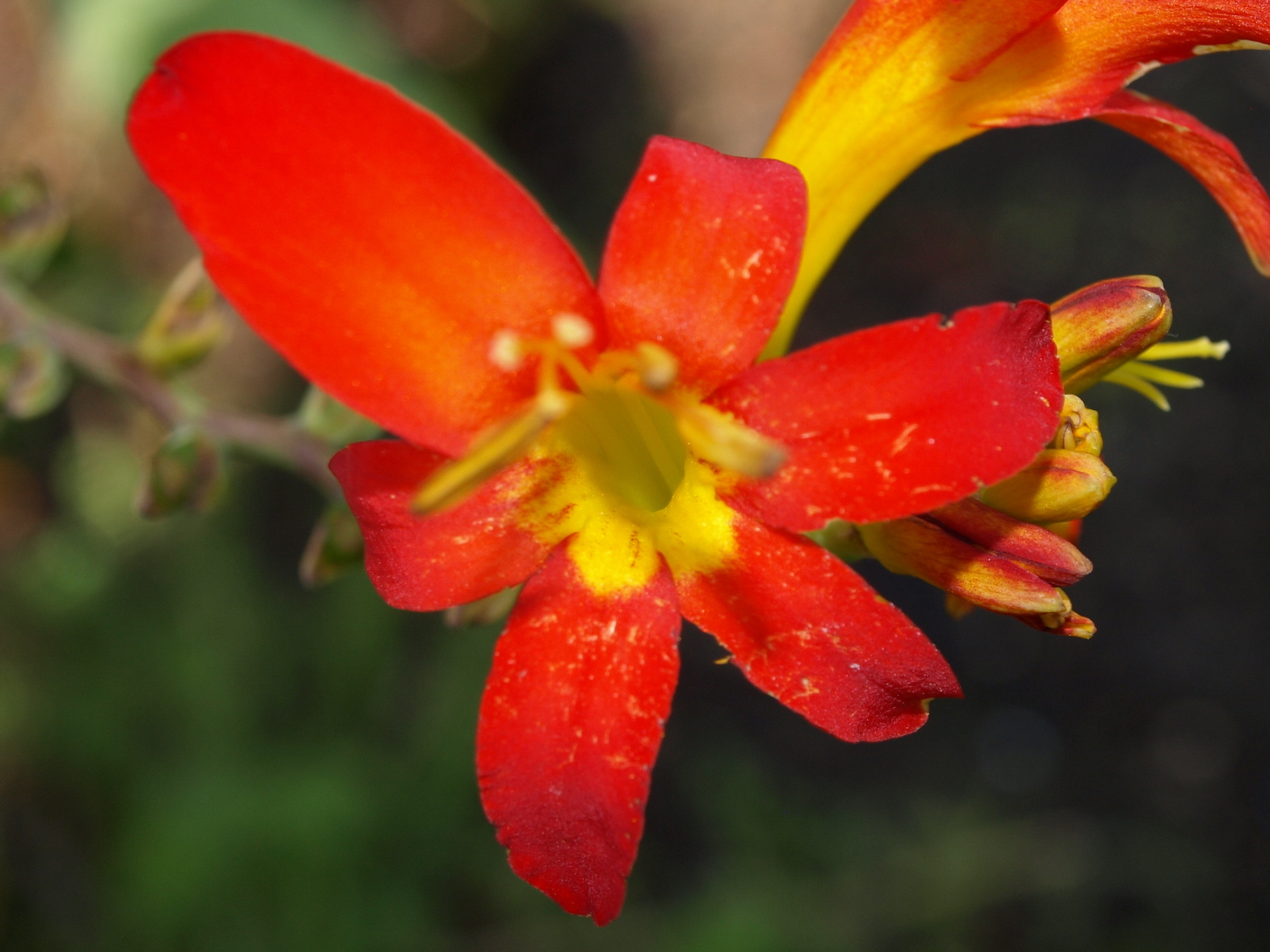 Passion Vivaces Crocosmia X Shocking plante vivace godet orange