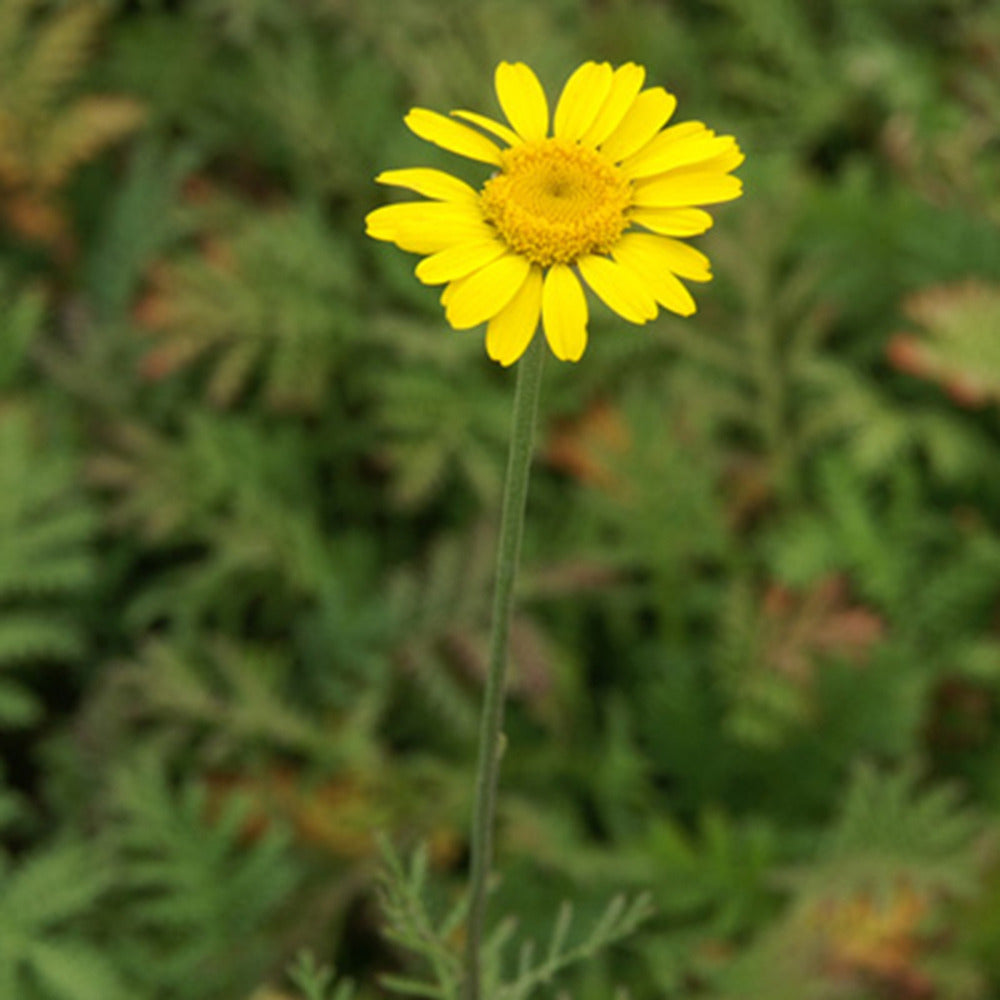 Bakker Anthemis tinctoria Kelwayi plante vivace jaune pot 8 cm
