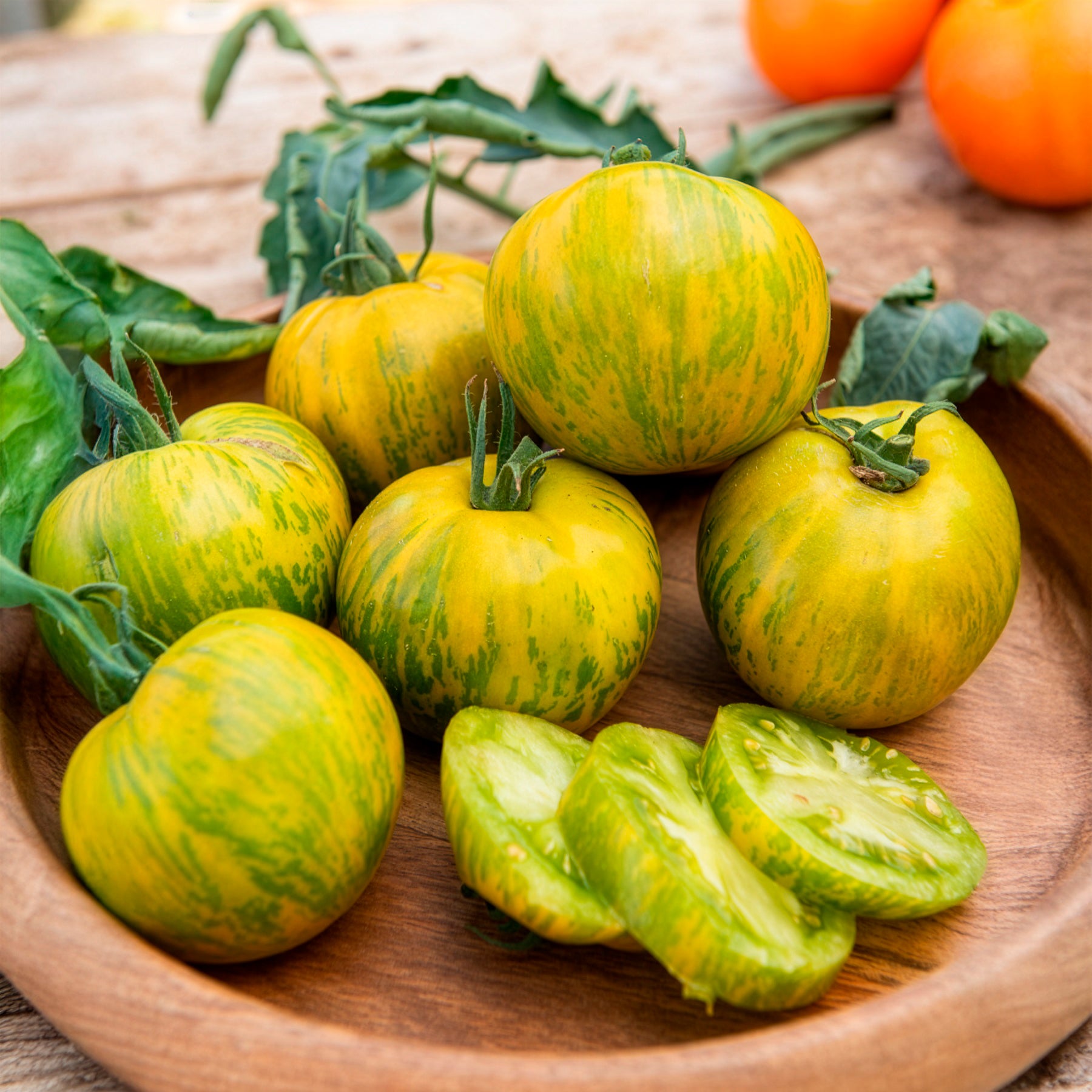 Bakker Potager Plant Tomate Green Zebra 3 plants pot 10,5cm verte