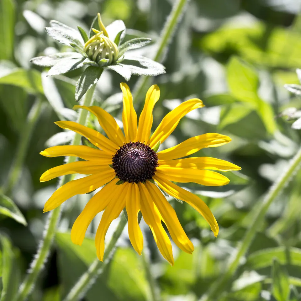 Bakker Rudbeckia deamii plante vivace pot 9cm jaune
