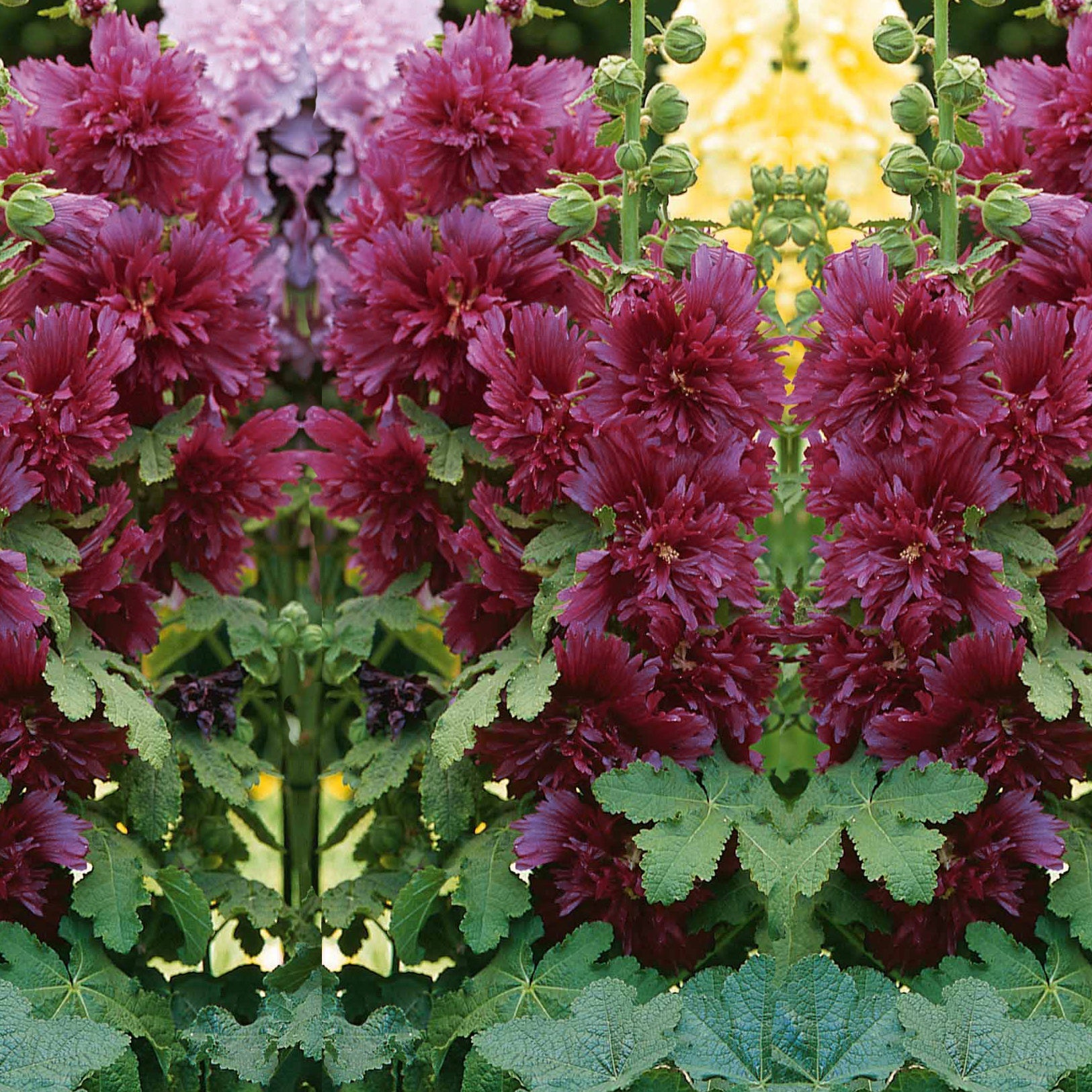 Bakker Rose trémière naine pourpre Alcea vivace pot Ø9cm