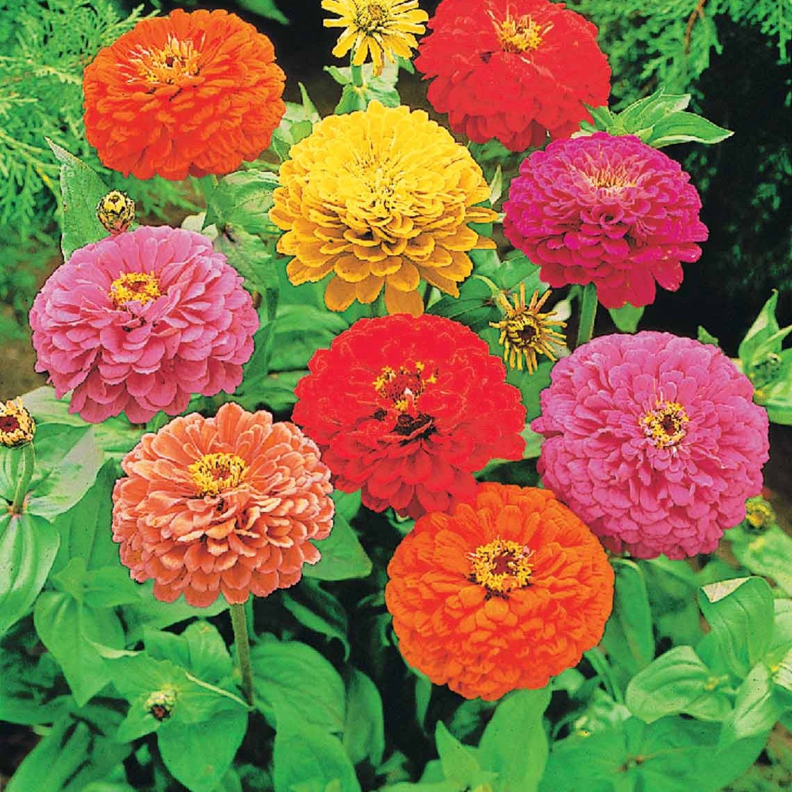Bakker Collection graines fleurs à couper 5 sachets mélange