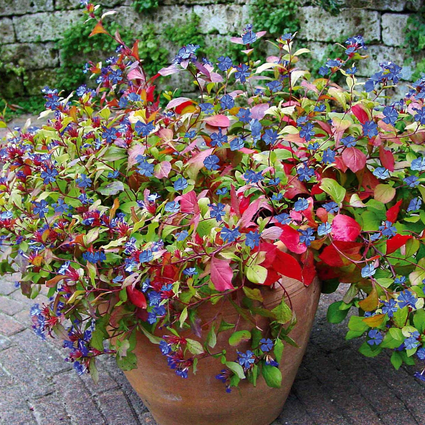 Bakker Vivaces Dentelaire bleue couvre-sol 2 pots Ø9cm bleue