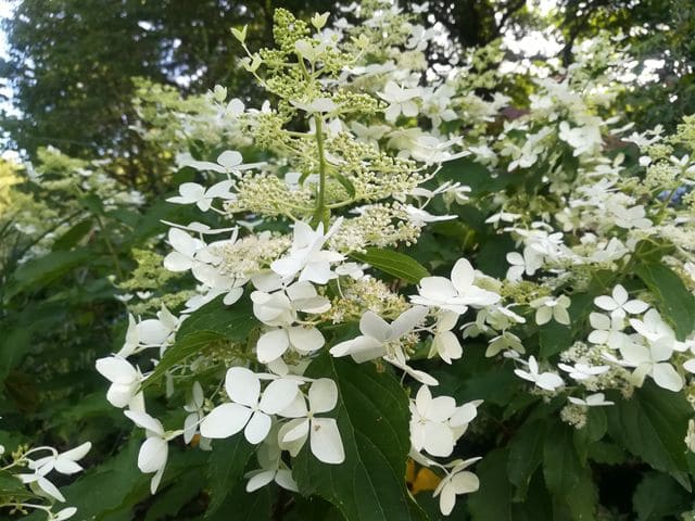 Hydrangea paniculata Perle d'Automne hortensia paniculé godet