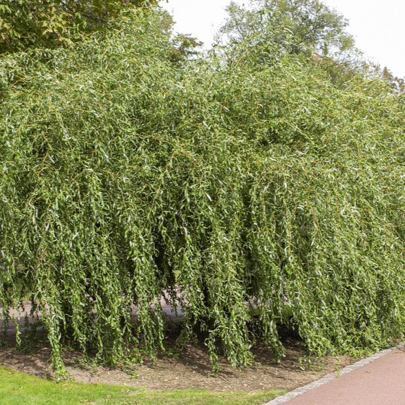 Bakker Saule pleureur tortueux pot 2L 80-100cm
