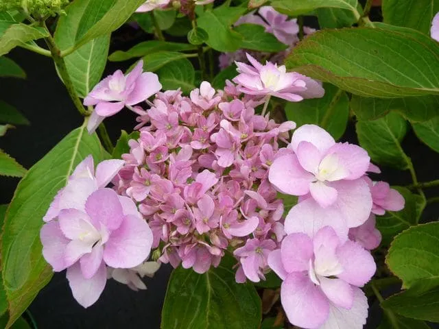 Hydrangea macrophylla You and Me Romance hortensia rose godet