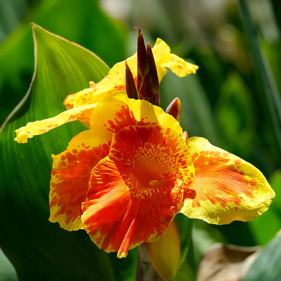 Bakker Canna Tropicanna Gold bulbe fleur orange soleil