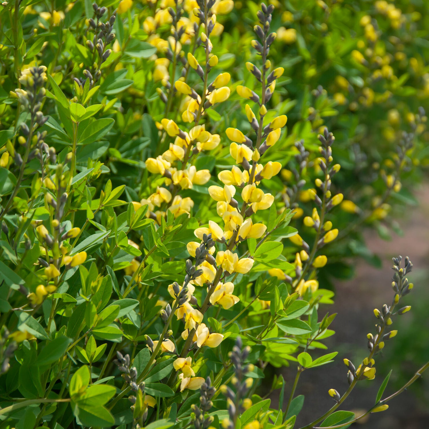 Bakker Baptisia Lemon Meringue lupin indigo jaune pot 9cm