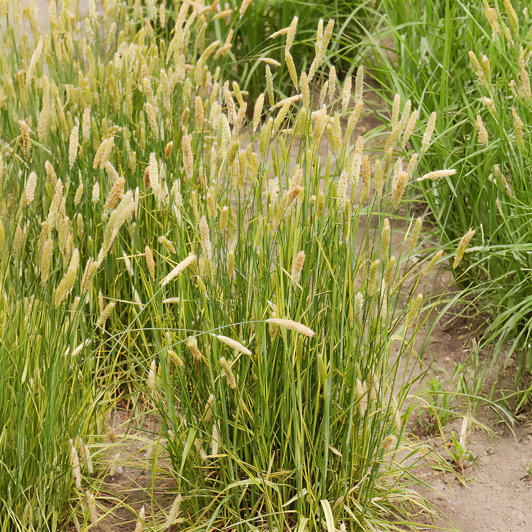 Bakker Vulpin des prés panaché Alopecurus godet Ø9cm jaune