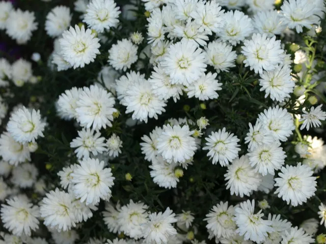 Passion Vivaces Aster Pretty Wendy plante vivace godet blanc