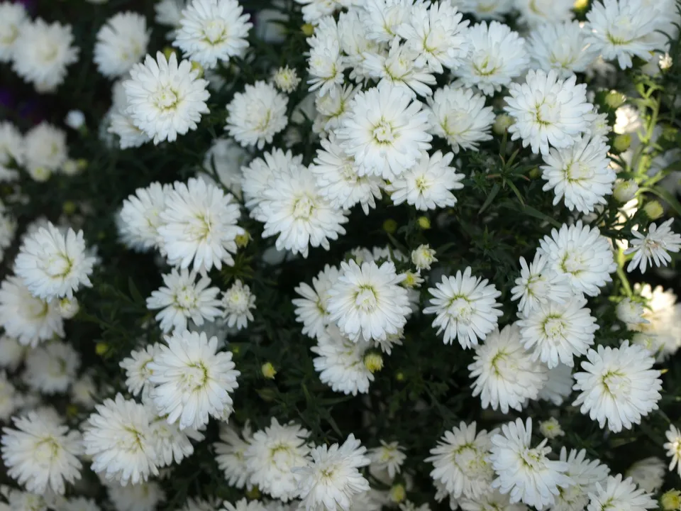 Passion Vivaces Aster Pretty Wendy plante vivace godet blanc