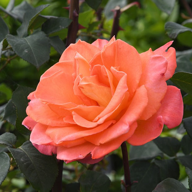 Bakker Rosiers Rosier grimpant Métanoïa racine nue orange
