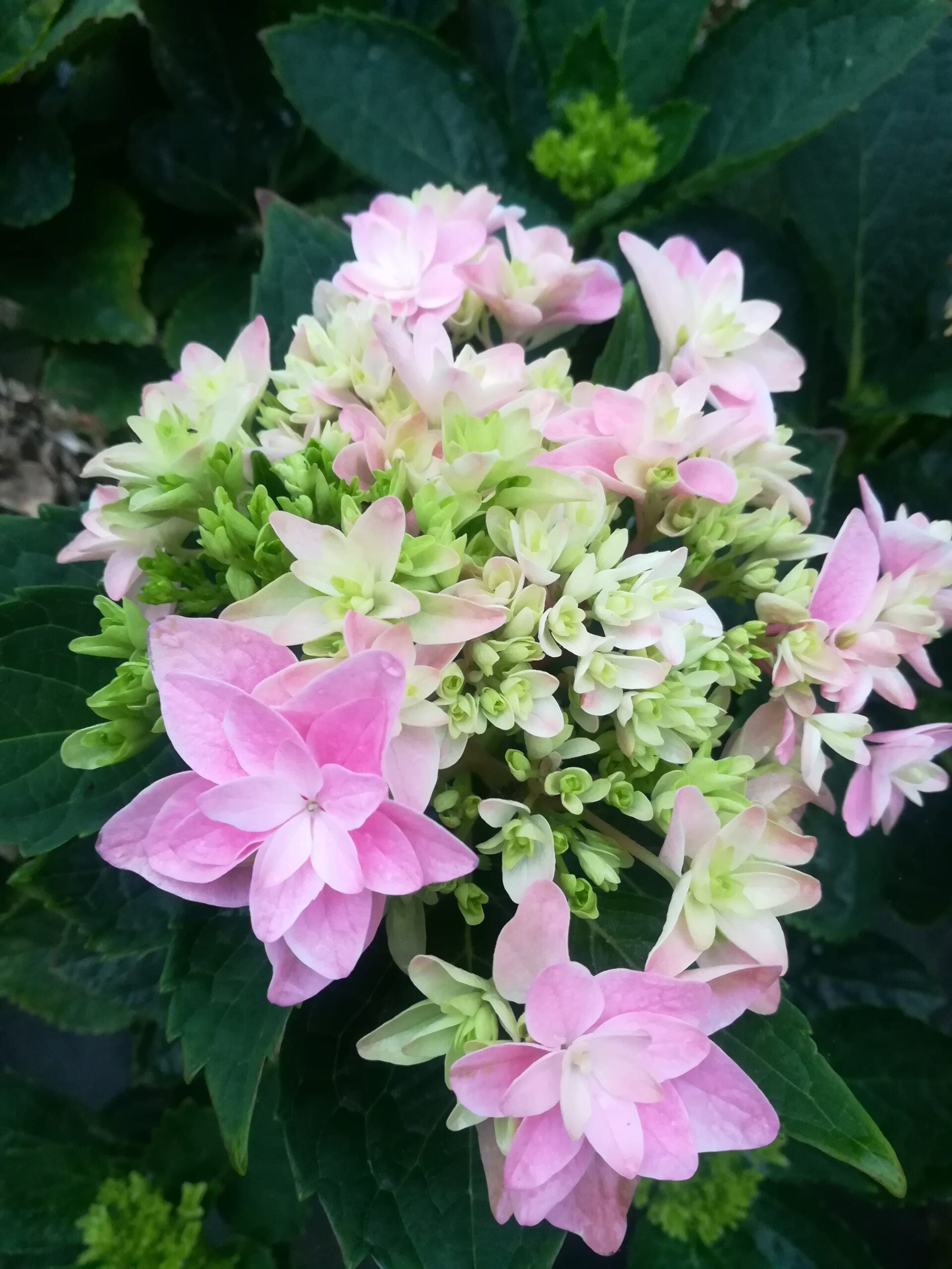 Les Hortensias du Haut Bois Louison hortensia boule godet 2023
