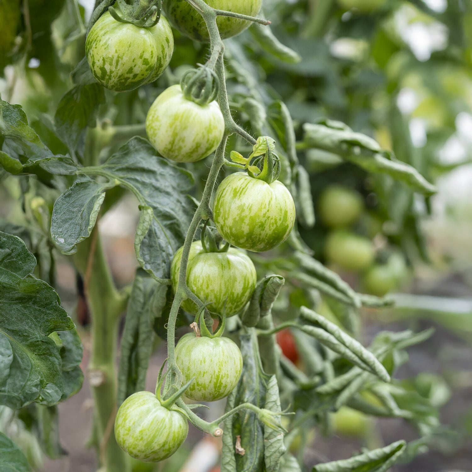 Bakker Potager Plant Tomate Green Zebra 3 plants pot 10,5cm verte