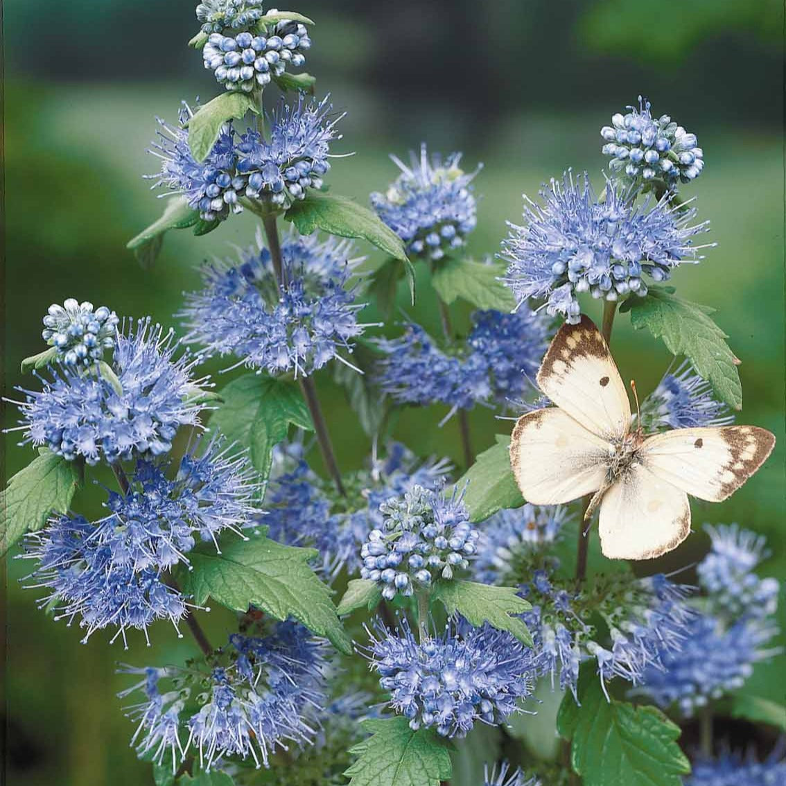 Bakker Barbe bleue Heavenly Blue arbuste pot Ø 9cm bleu