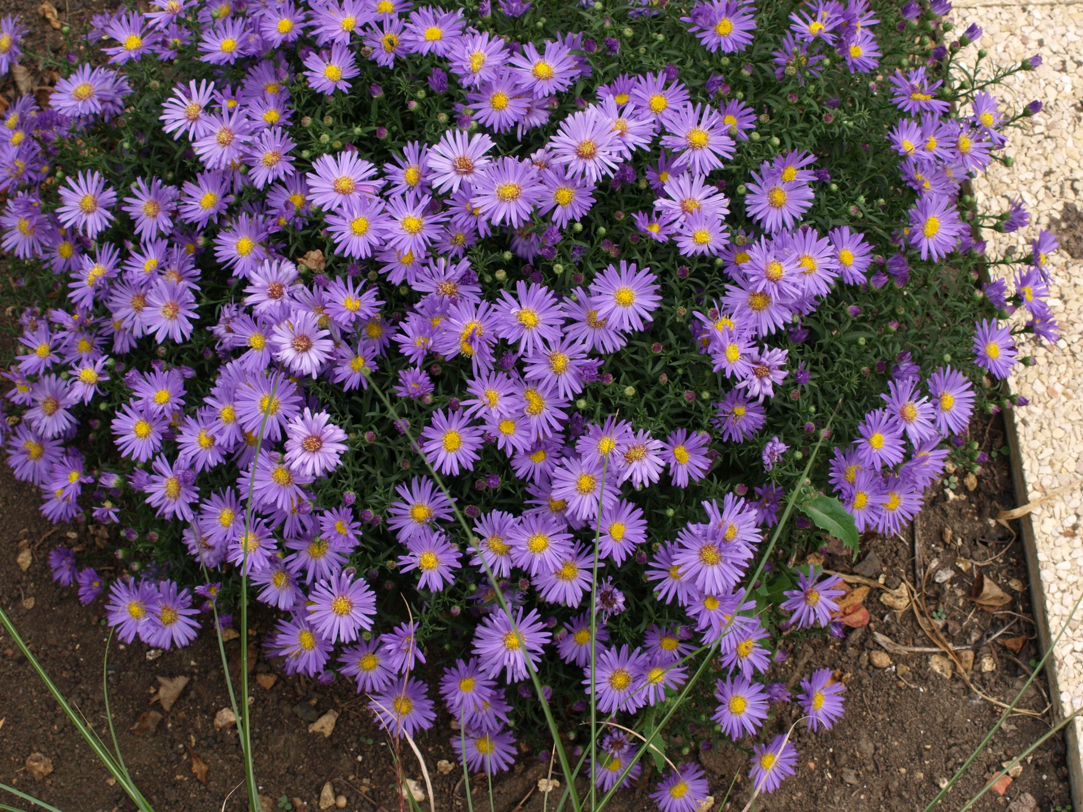 Passion Vivaces Aster Fidelio plante godet bleu mauve