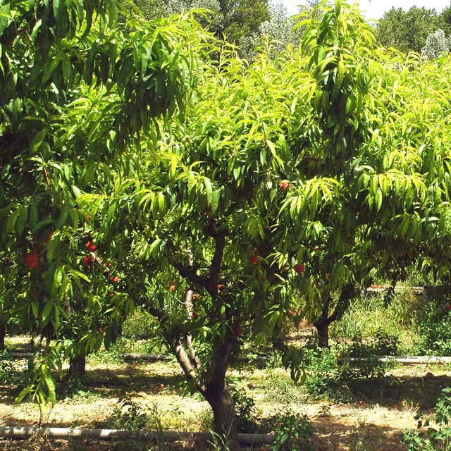Bakker Pêcher Red Haven fruitier pot 3L 60-80cm