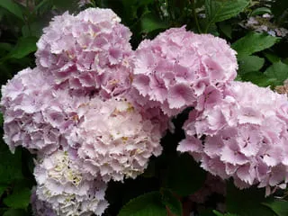 Les Hortensias du Haut Bois Pompadour hortensia macrophylla rondes