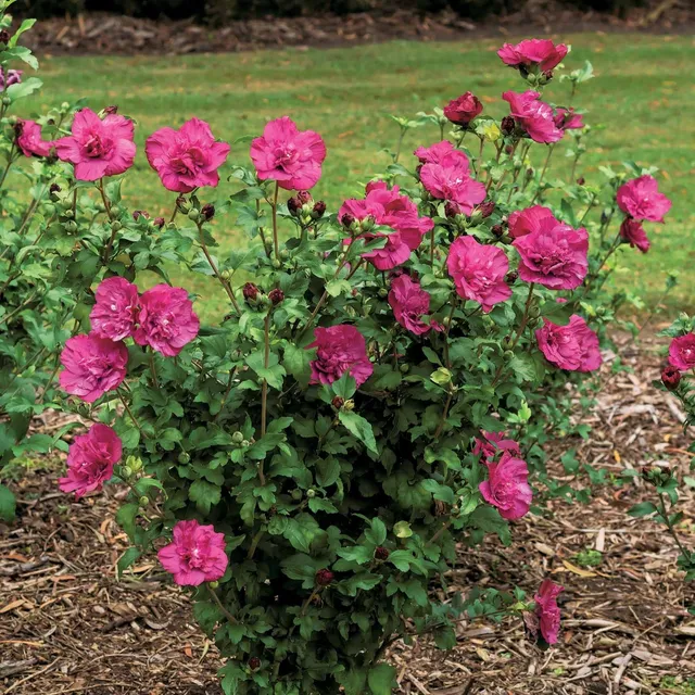 Bakker Magenta Chiffon hibiscus pot 2L fuchsia