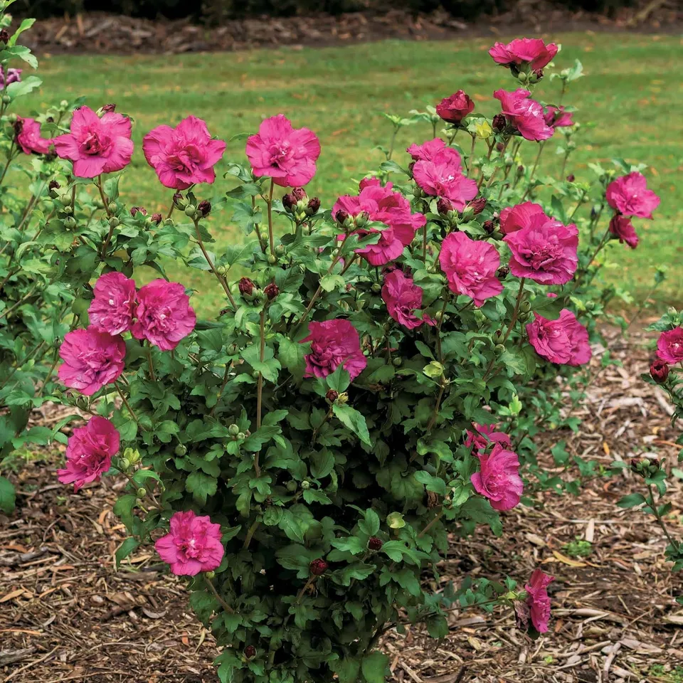 Bakker Magenta Chiffon hibiscus pot 2L fuchsia