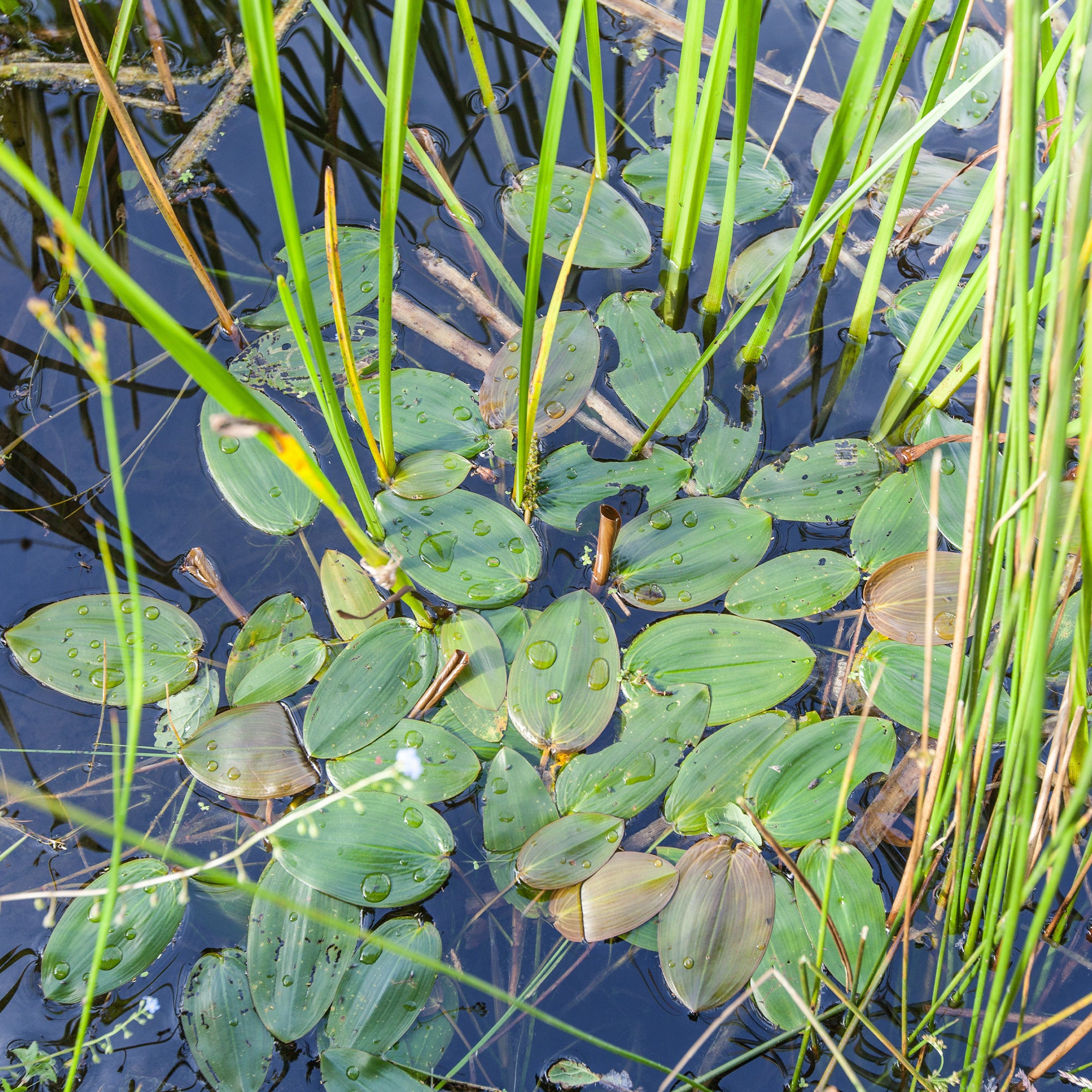 Bakker Plantes de bassin Potamot nageant pot Ø 9cm oxygénante