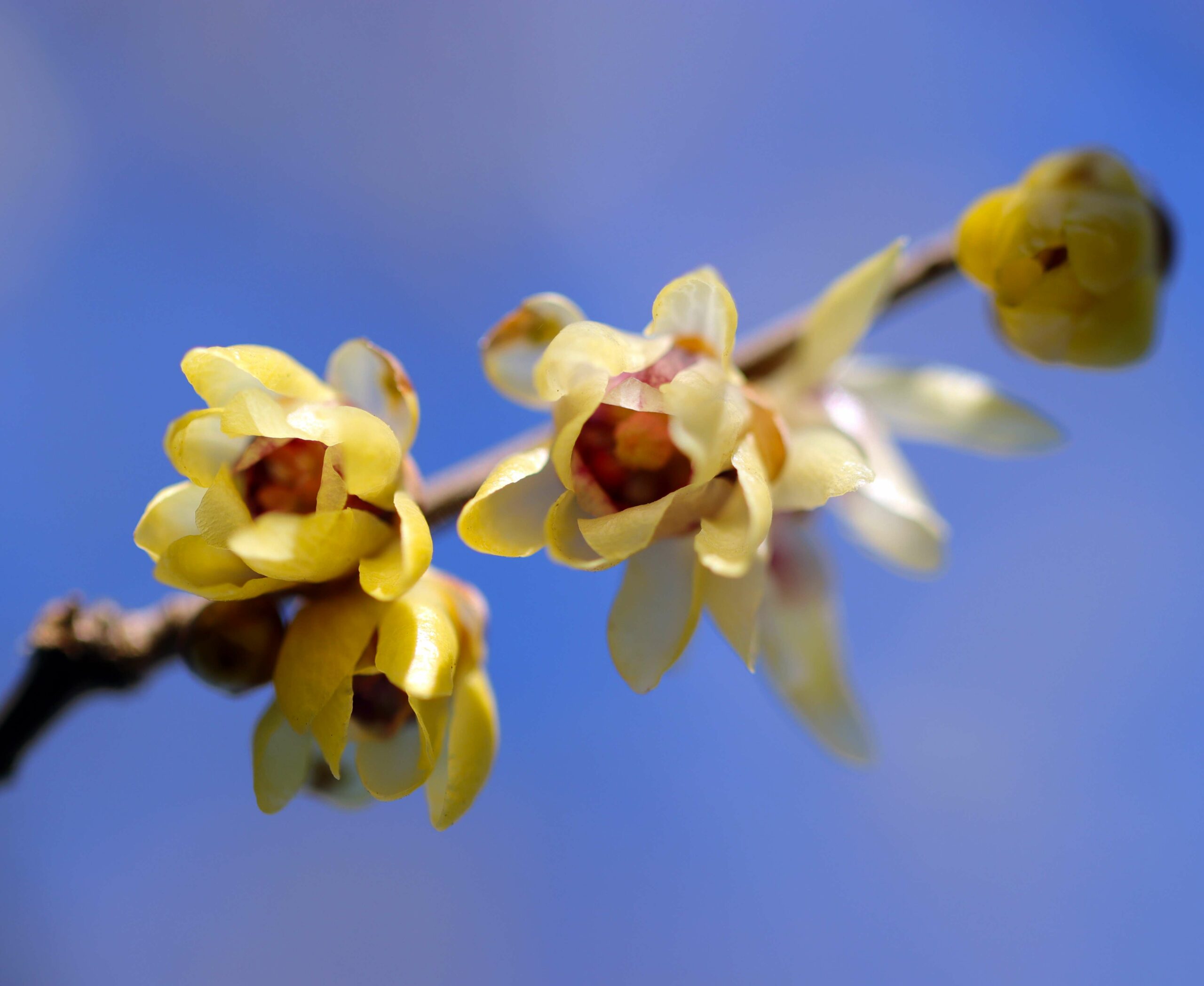 Pépinières Ripoche Chimonanthus praecox arbuste parfumé