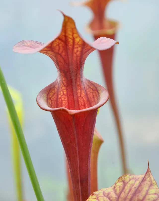 Carniflore Sarracenia flava atropurpurea plante carnivore 11cm