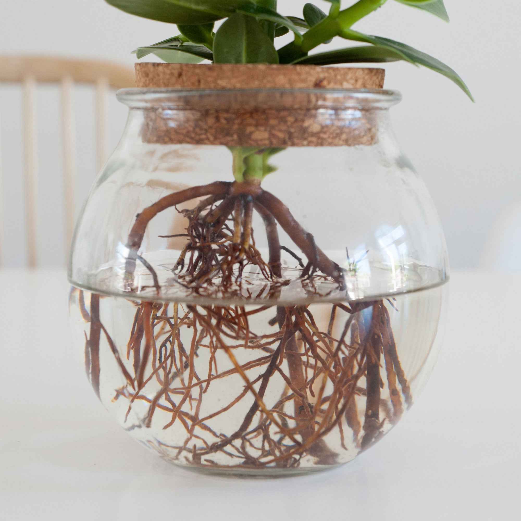 Bakker Clusia Met plante hydroponique kit vase ampoule