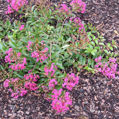 Bakker Lilas des Indes Mimie Fuchsia arbuste pot 2 L