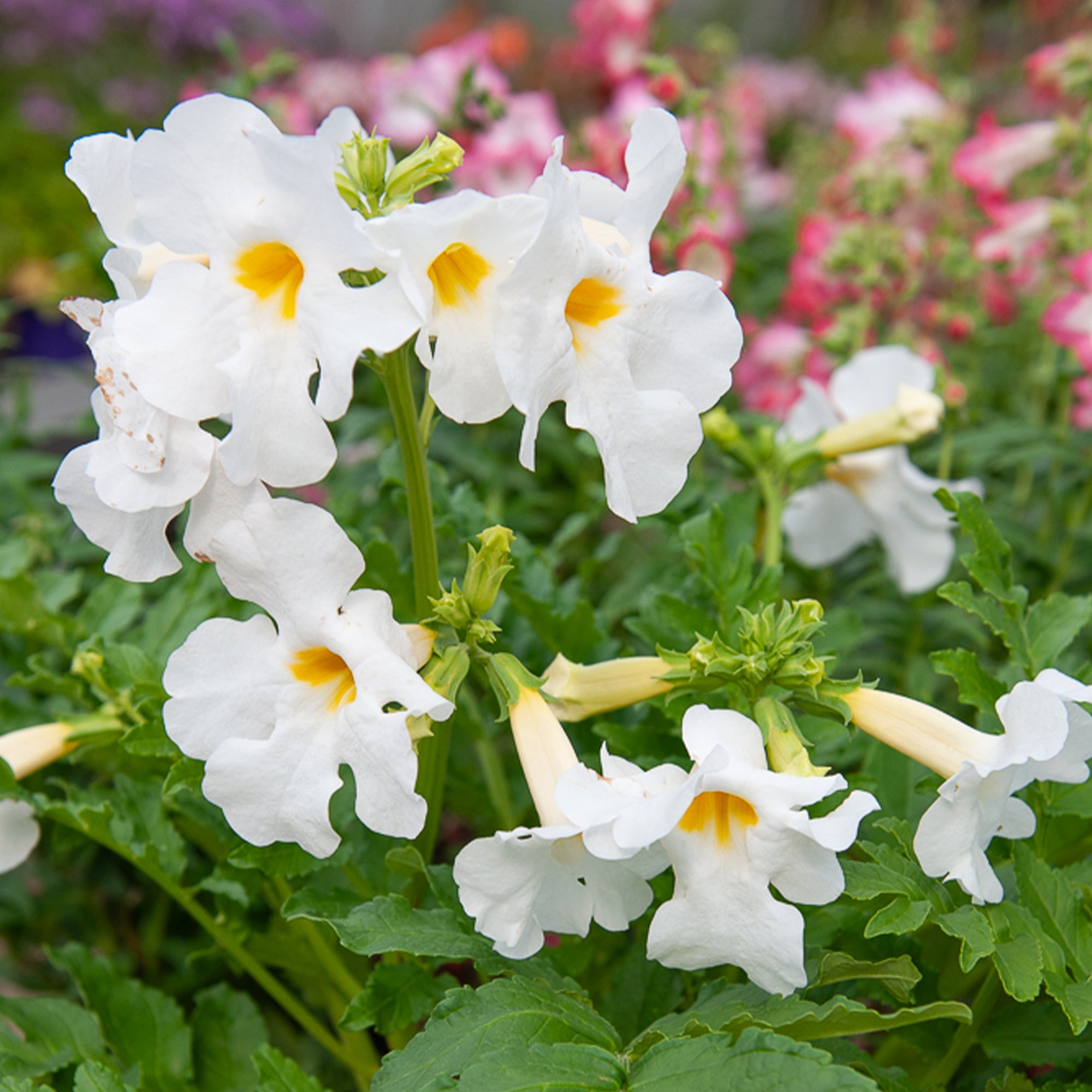 Bakker Incarvillea Terreur des taupes vivace 4 racines nues