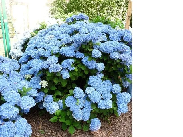 Les Hortensias du Haut Bois Homigo hortensia rond rose