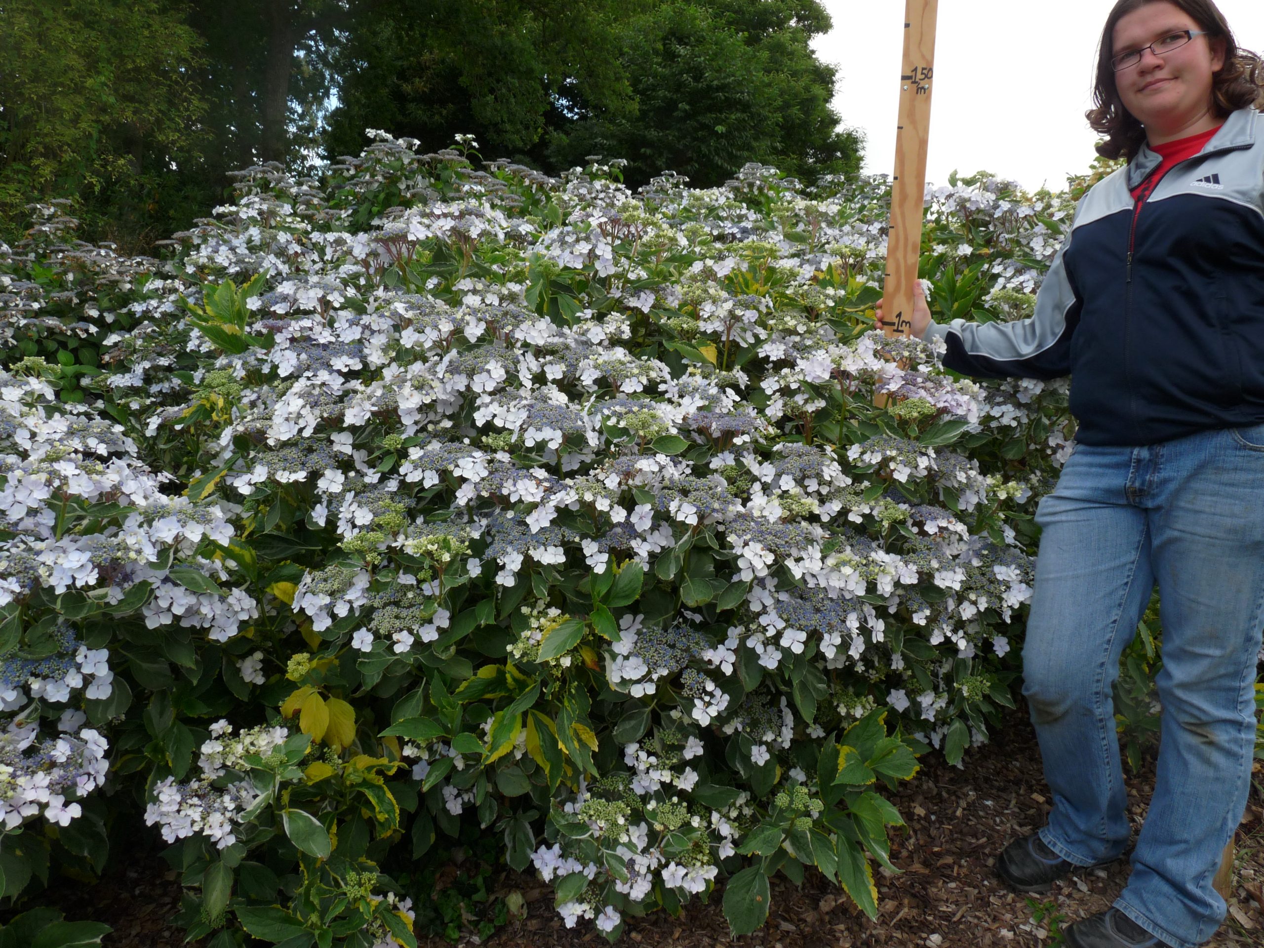 Les Hortensias du Haut Bois Lemon Wave hortensia panaché godet