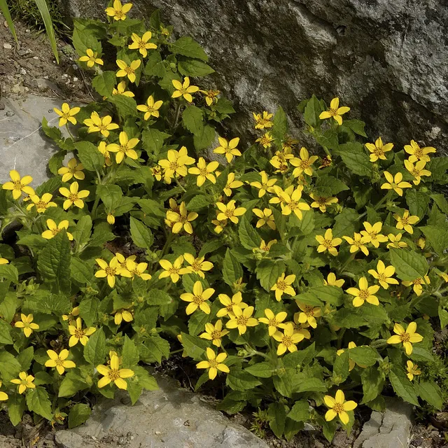 Bakker Genou Doré Plante Vivace Pot Ø 9cm Fleur Jaune