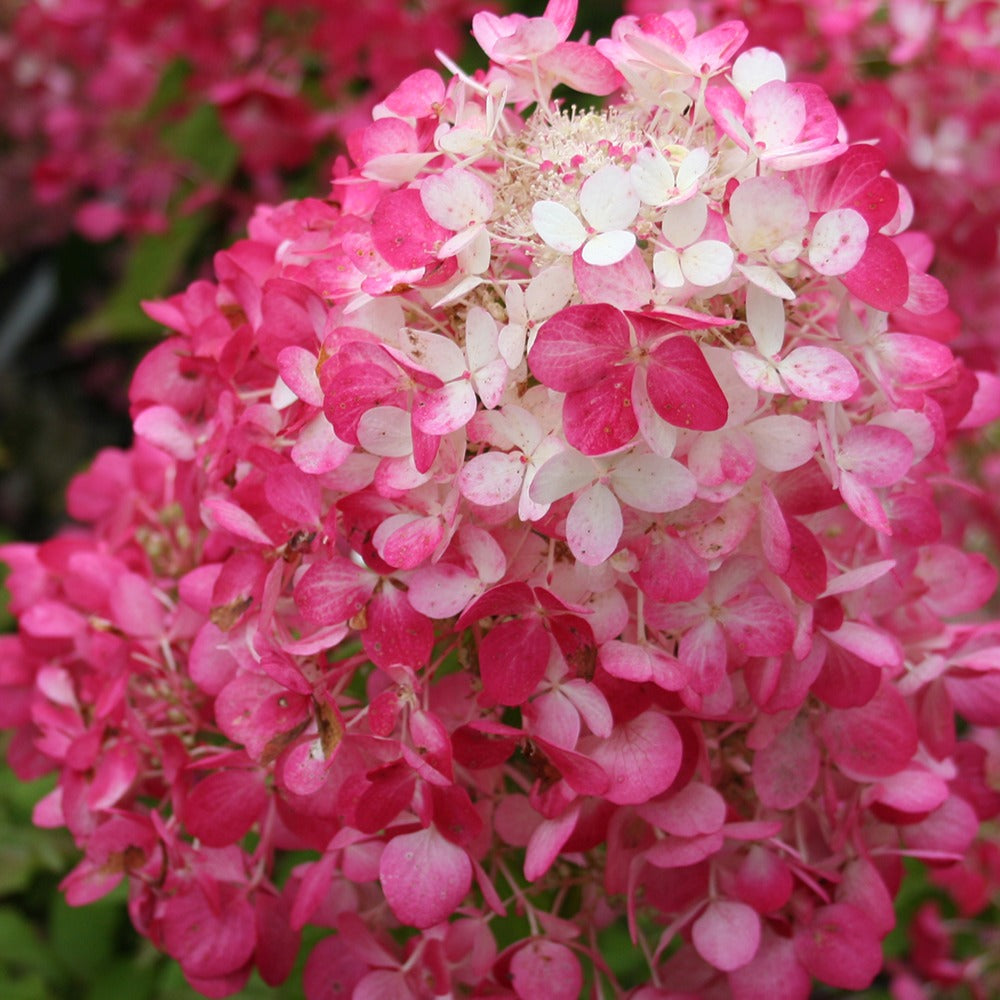 Bakker Hortensia Diamant Rouge Rendia pot 1,3L fuchsia