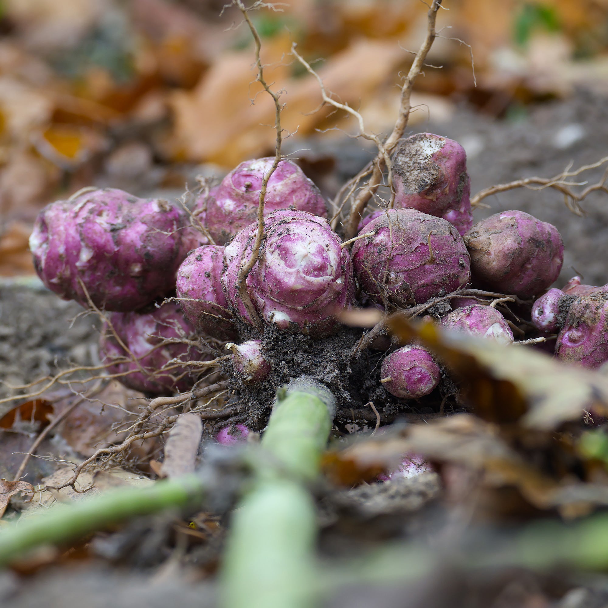 Bakker Topinambours Violets les 5 plants goût artichaut