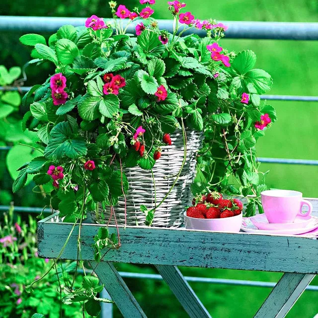 Bakker Toscana fraisier remontant fleurs roses 3 pots