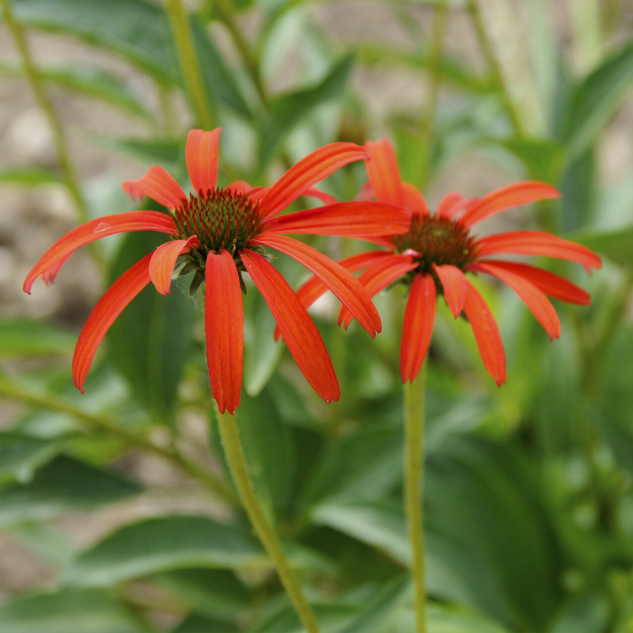 Bakker Echinacée Tomato Soup vivace pot 9cm rouge orangé