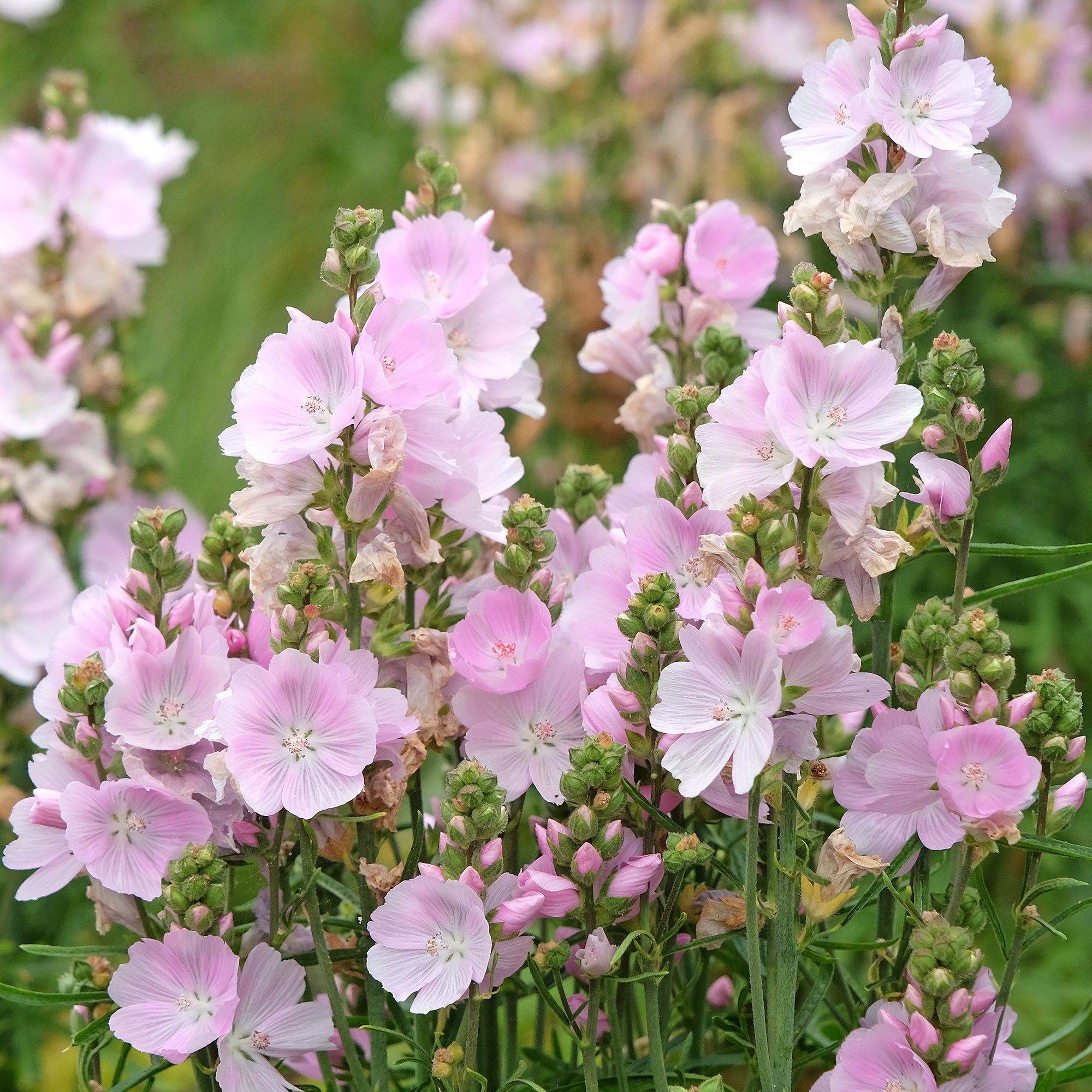 Bakker Sidalcea Little Princess vivace pot 9cm fleurs violettes