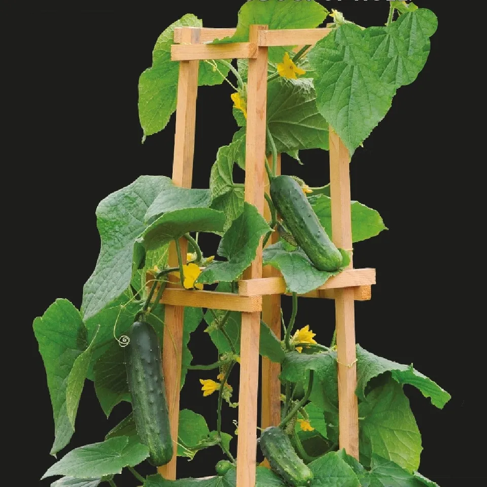 Bakker Concombre Patio Snacker F1 graines 12 graines pot