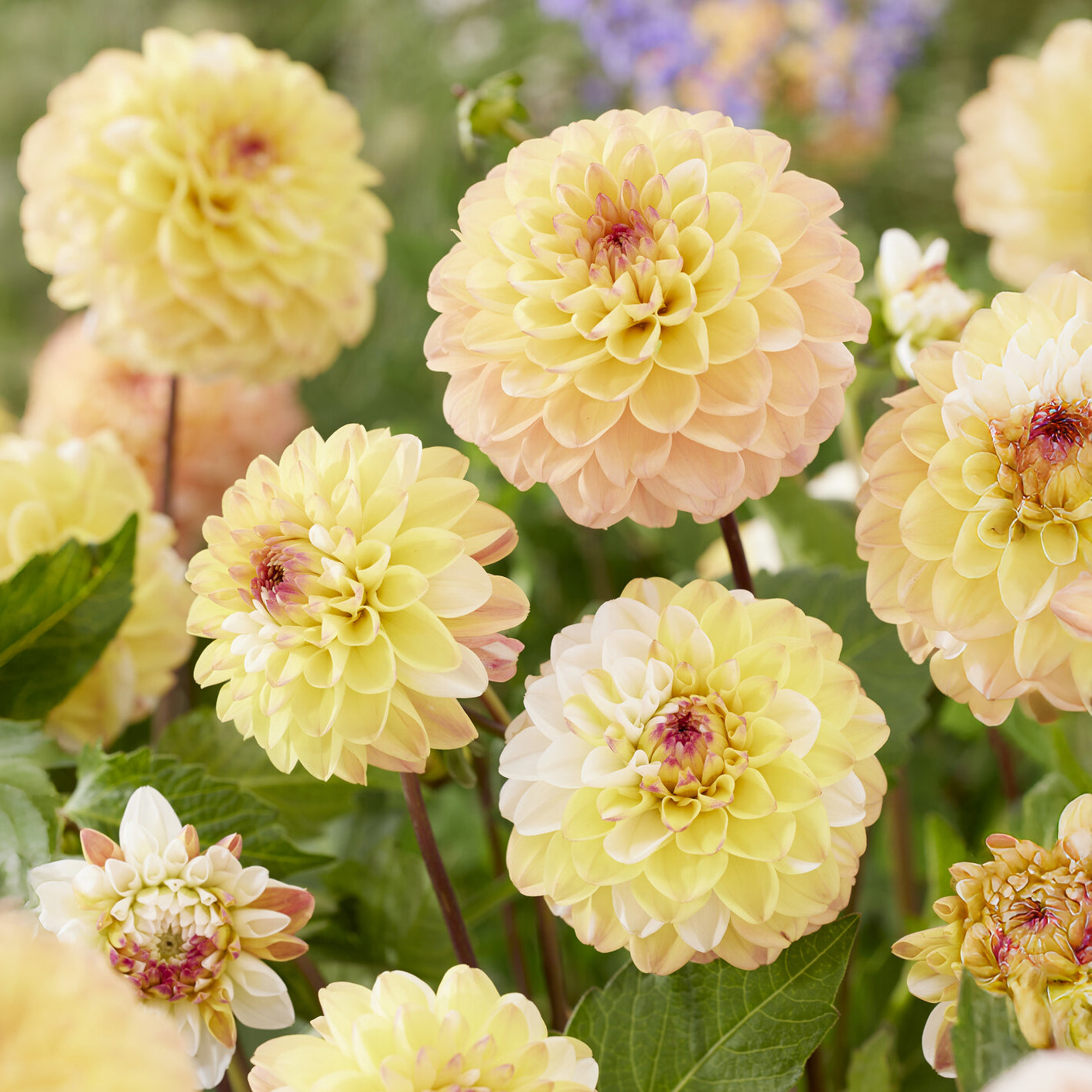 Bakker Bulbes à fleurs Dahlia Double Jill bulbe jaune calibre I
