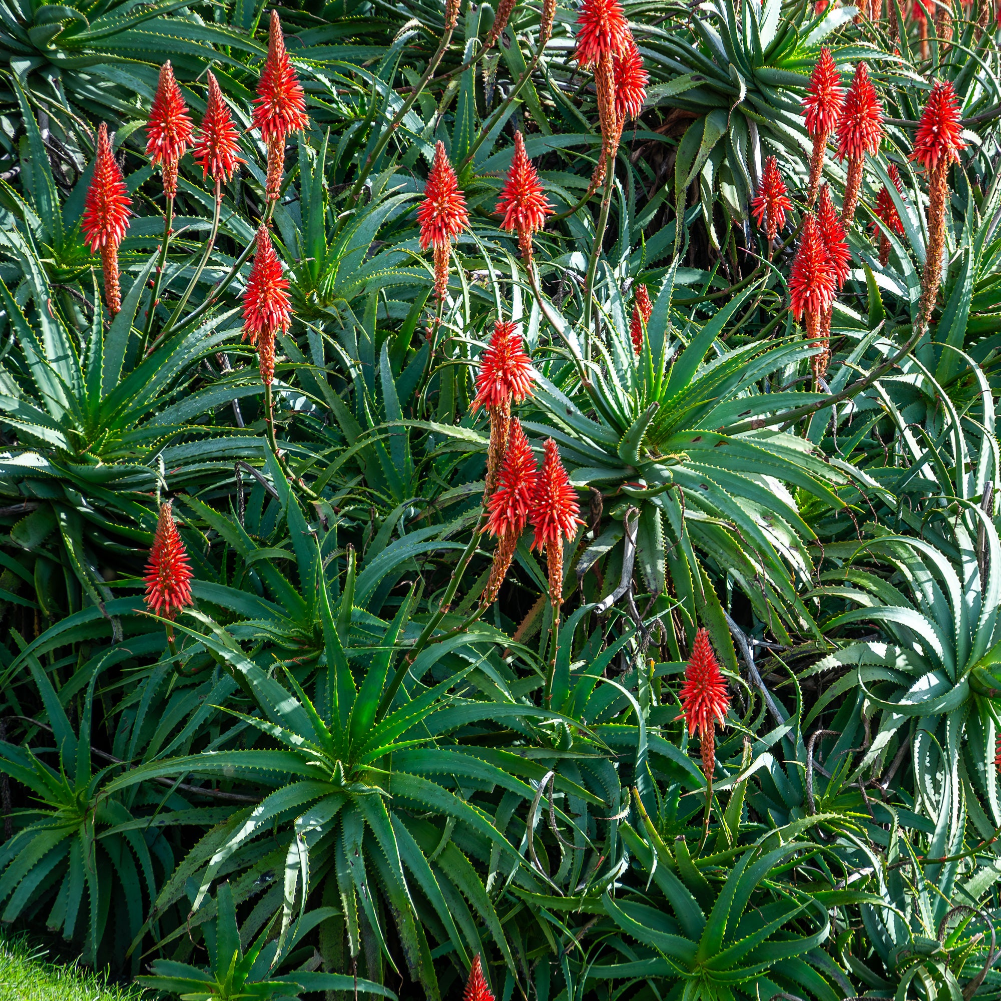 Bakker Aloès arborescent plante d'intérieur pot Ø 11 cm fleur rouge