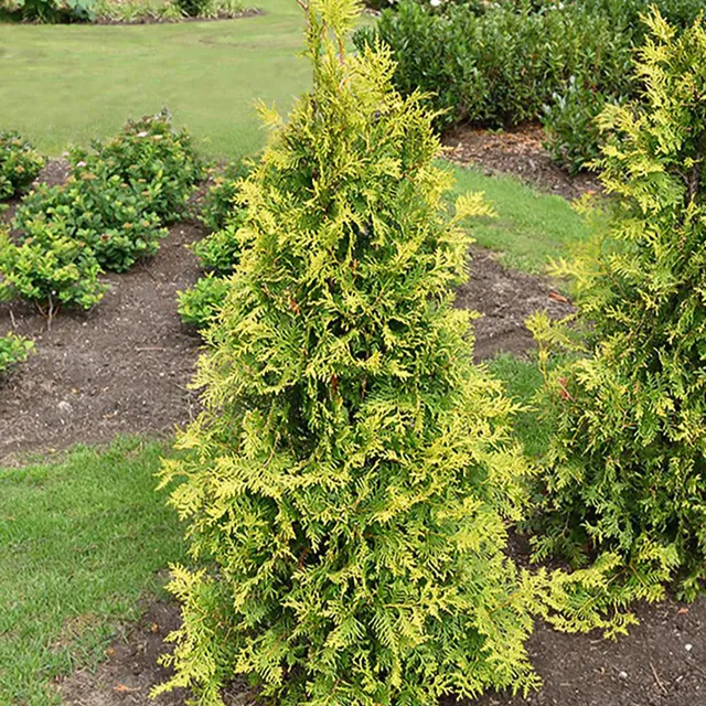 Bakker Thuya Golden Smaragd conifère pot 3L 40-50cm doré