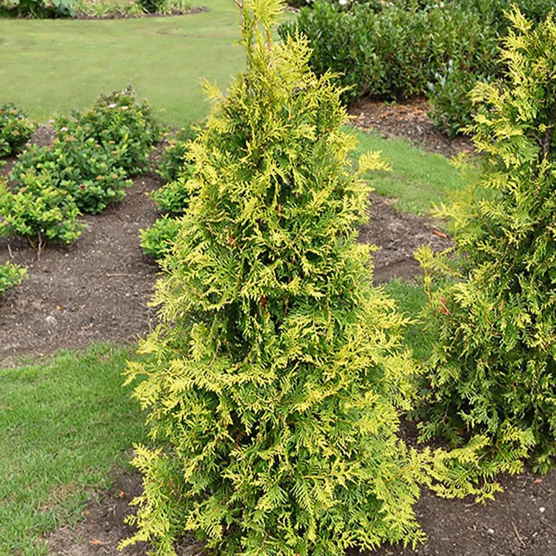 Bakker Thuya Golden Smaragd conifère pot 3L 40-50cm doré