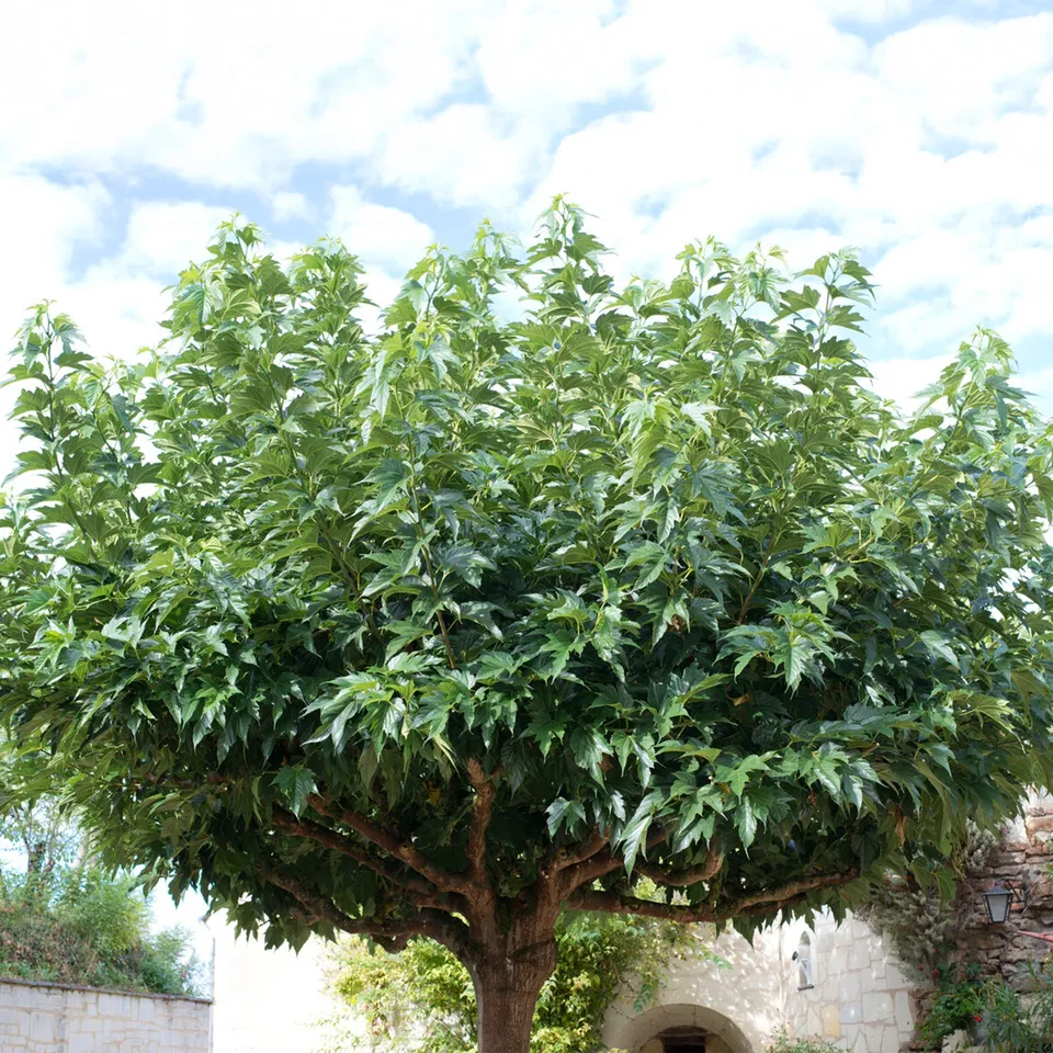 Bakker Mûrier grandes feuilles arbre fruitier pot 2L 125cm