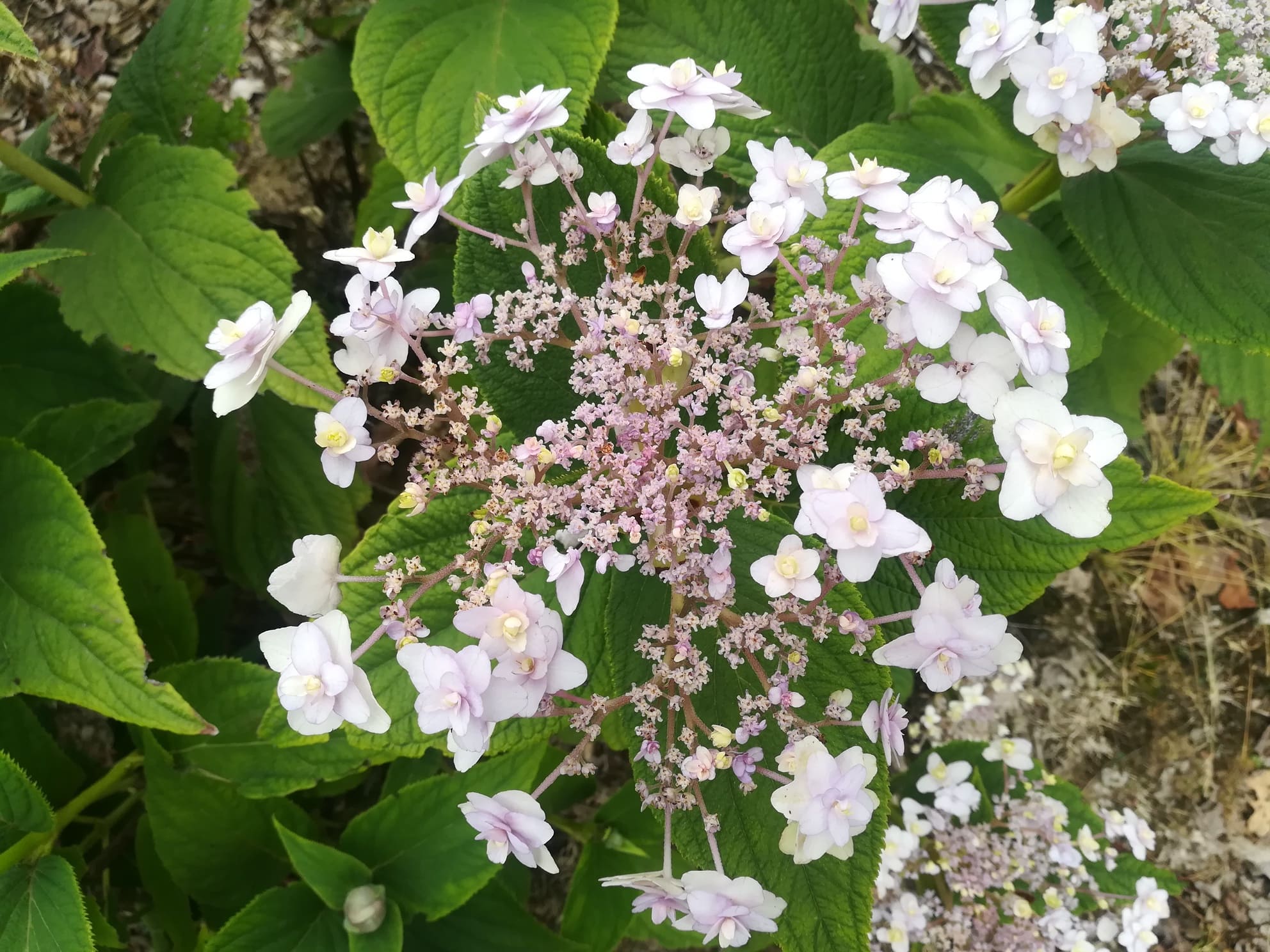 Les Hortensias du Haut Bois Tokado-yama hortensia macrophylla godet