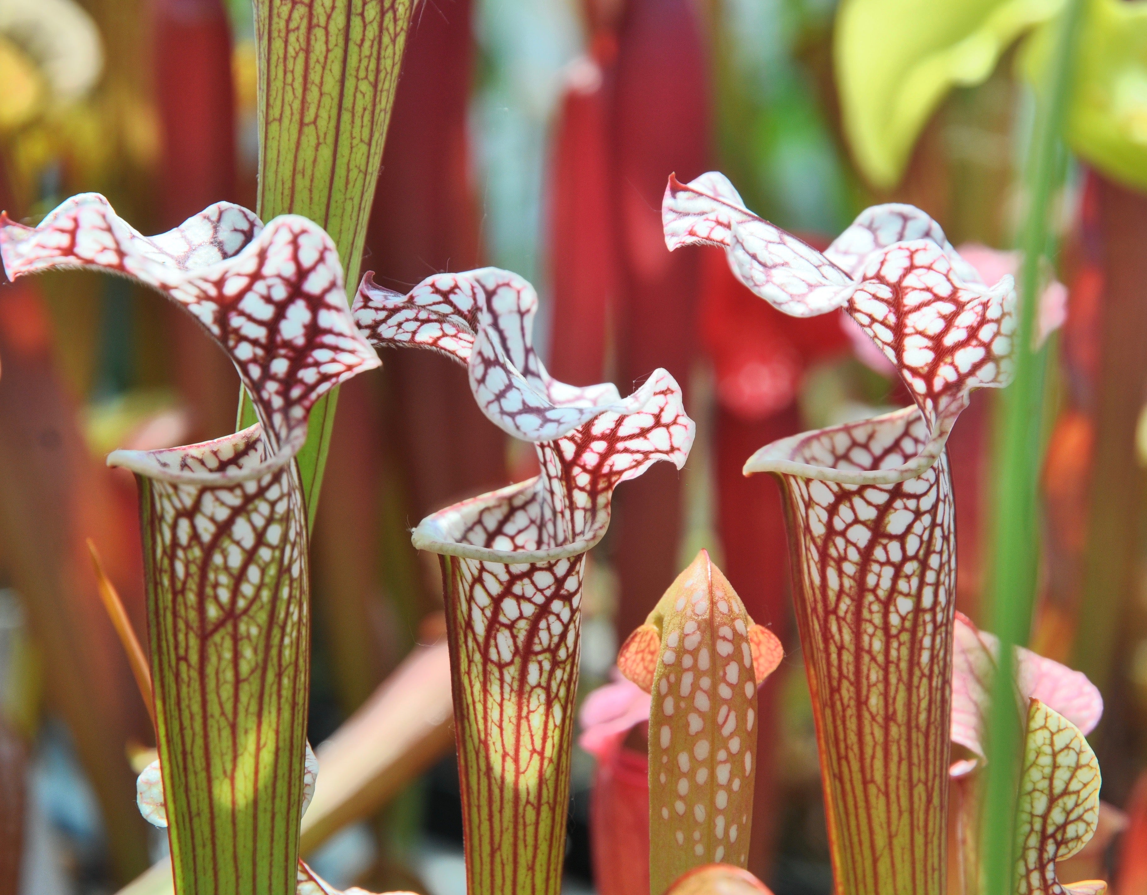 Carniflore Sarracenia 'Colin Clayton' plante carnivore 1 point