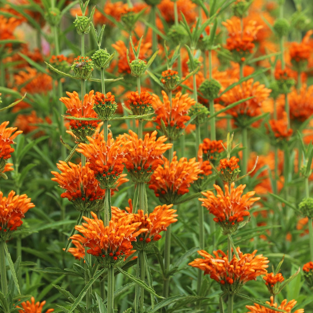 Bakker Vivaces Queue de lion vivace pot 0.8L 20-30cm orange