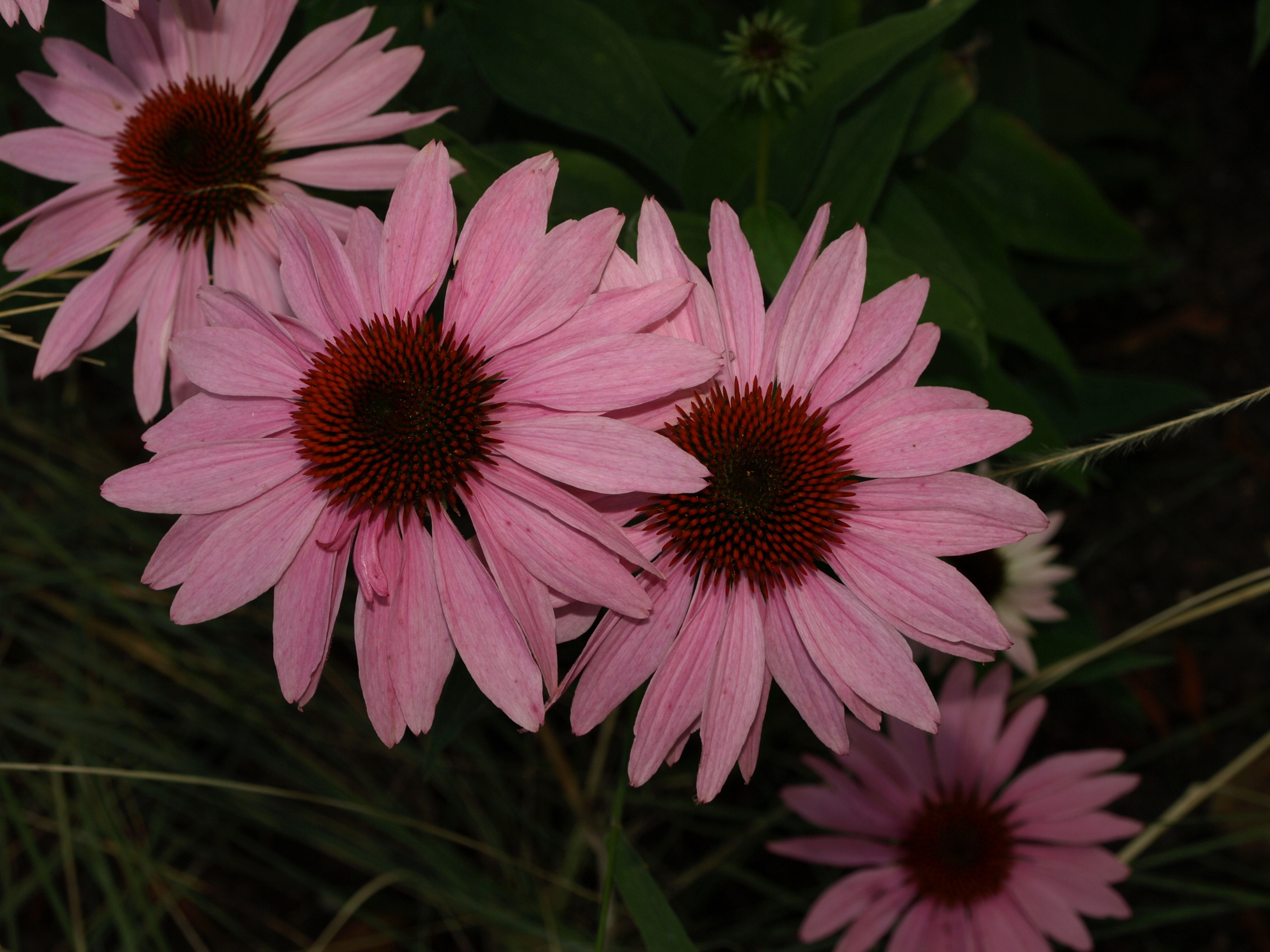 Passion Vivaces Echinacea purpurea Leuchstern plante vivace godet